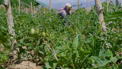 A woman in a headscarf picks tomatoes from the garden