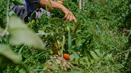 A woman in a headscarf picks tomatoes from the garden