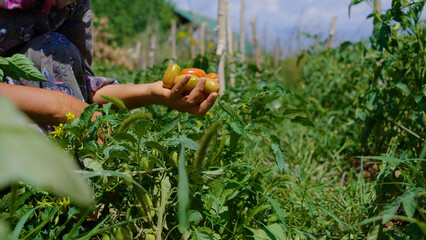 A woman in a headscarf picks tomatoes from the garden