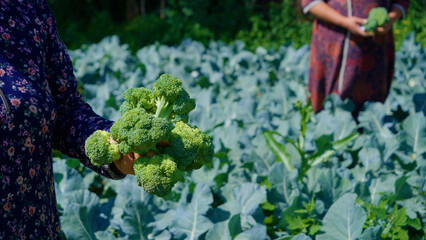 hands cut broccoli from the garden and hold in their hands
