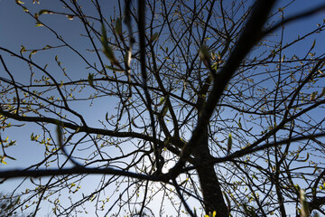 the branches of the bird cherry tree in the spring season