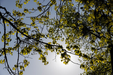 green foliage on a maple tree in spring bloom