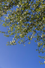 a branch of a flowering pear with green foliage