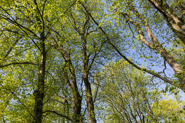 maple trees blooming in spring , close up