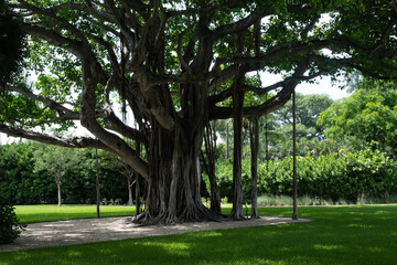 An aged banyan tree in a landscaped tropical climate showing vines and elevated root structure. 