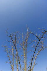 branches of the Tatar maple without foliage in the spring season