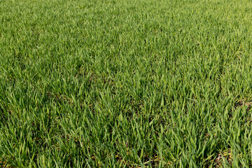 a new wheat crop in the spring season, new sprouts