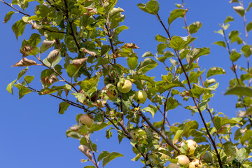Apple harvest in the apple orchard