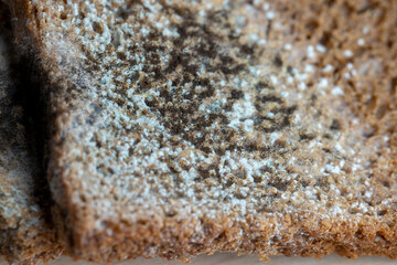 Black rye bread covered with black mold