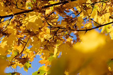 Maple foliage that has changed color in autumn