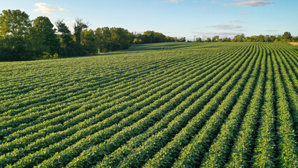 Aerial Summer Soybean Farming Field in Kentucky: Stunning Drone Views of Lush Green Crops