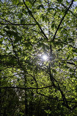 green foliage on hornbeam tree in spring bloom