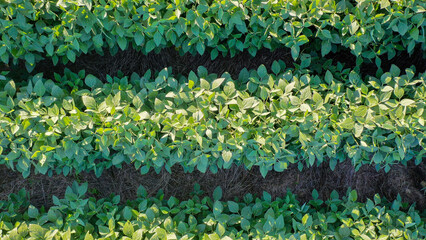 Aerial Summer Soybean Farming Field in Kentucky: Stunning Drone Views of Lush Green Crops