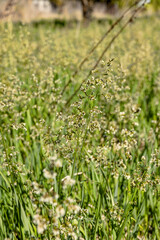 green tall grass in the spring season, green grass
