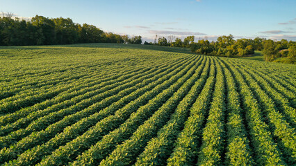 Aerial Summer Soybean Farming Field in Kentucky: Stunning Drone Views of Lush Green Crops