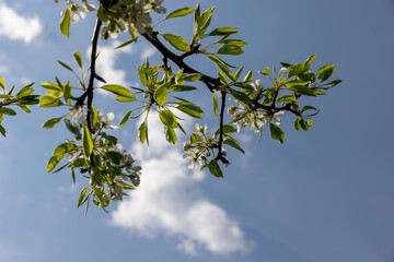 blooming berry cherry in the spring season