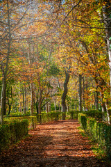 Fototapeta na wymiar Autumn landscape in Retiro park in Madrid, Spain.