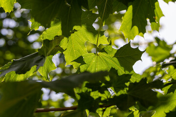 green maple leaves in late summer