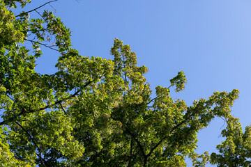 High linden tree in summer