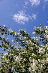 blooming white flowers jasmine bush in the spring season