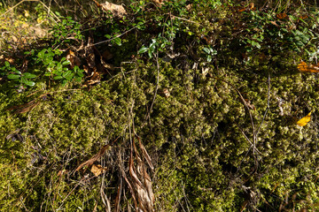 Green moss in the forest in autumn