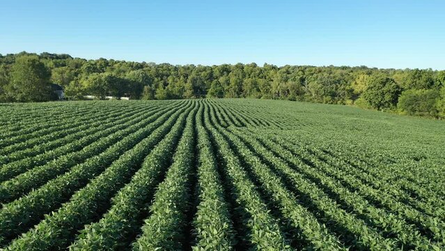 Aerial Video of Soybean Farming Field in Kentucky: Stunning Views of Lush Green Summer Crops