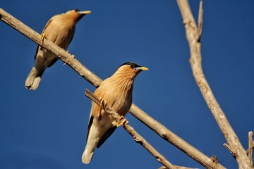 Brahminy starling posing with the blue backdrop