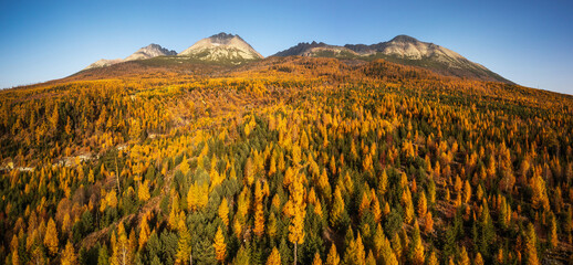Autumn forest with yellow trees and mountains