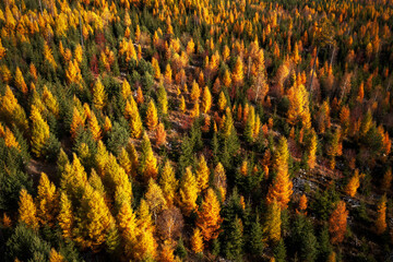 Autumn forest with tall trees