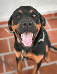 Rottweiler