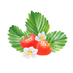 Composition of ripe strawberries on transparent background. Watercolor hand drawn illustration. For advertising, packaging, menus, invitations, business cards, postcards, printing.