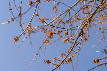 green foliage and maple flowers on trees in the spring season