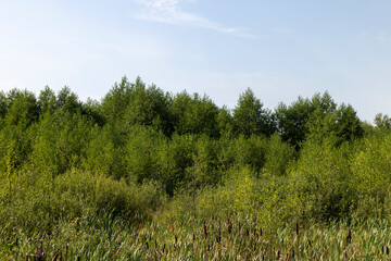 Obraz premium Swampy terrain with plants in summer