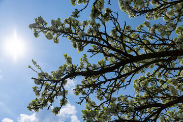 blooming berry cherry in the spring season