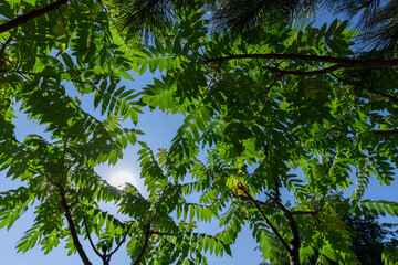 sumac tree with green foliage in windy weather