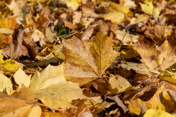 Naklejka na ściany i meble Autumn foliage on trees during its color change