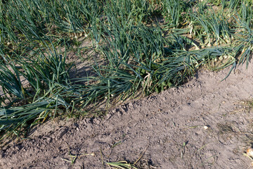 A field with a ripe onion harvest during the food harvest