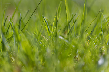 green grass in the spring season in the park