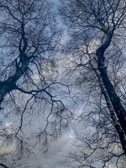  Branches of trees against a blue and cloudy sky background