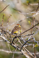 Palm Warbler Perched