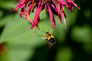 Bee Flying to Flower