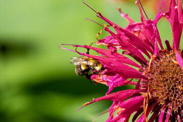 Bee in Flower