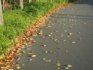 秋の風景　落葉の道
