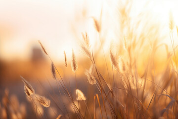 A serene and peaceful scene of a grassy meadow, bathed in the soft golden light of the setting sun. The tall grasses sway gently in the wind, creating a calming atmosphere. The scene evokes