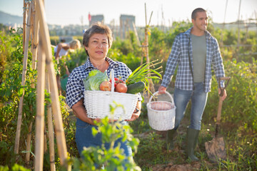 Satisfied retired woman posing in vegetable garden with basket full of harvest of fresh greens and...