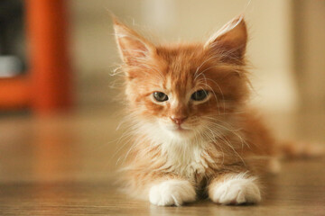 Cats