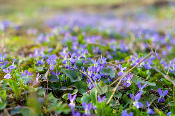 Wild wildflowers in a meadow in early spring. Background with selective focus and copy space