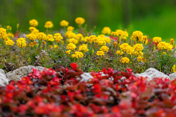 Flowers in a flower bed Marigolds. Greening the urban environment. Background with selective focus