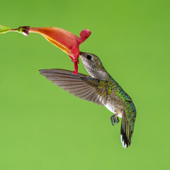 hummingbird feeding on a flower