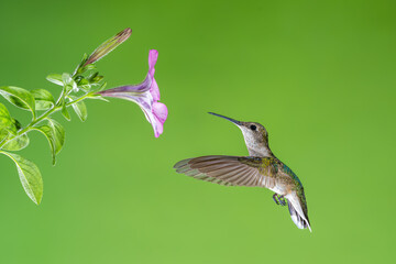 hummingbird in flight